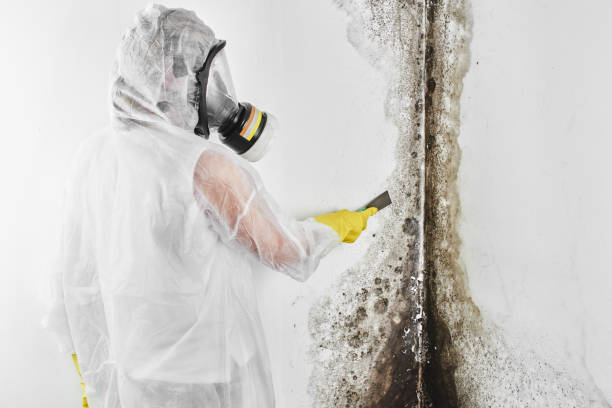 Best Mold Remediation Experts  in Cameron Park, TX