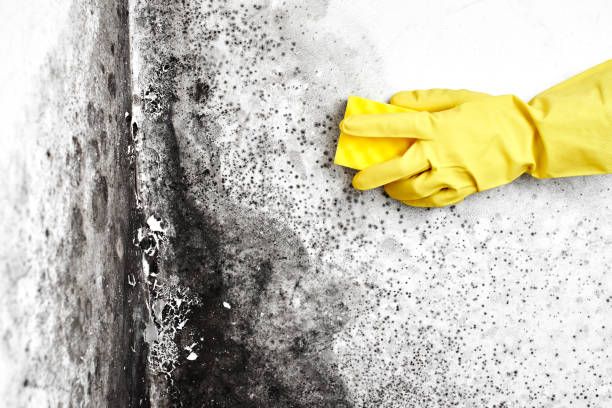 Best Toxic Mold Removal  in Cameron Park, TX