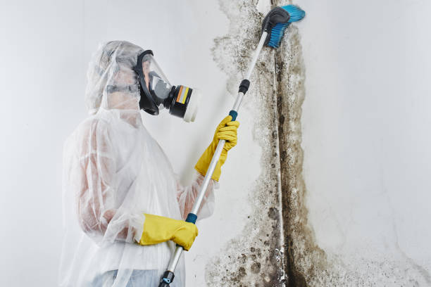 Best Professional Mold Removal  in Cameron Park, TX