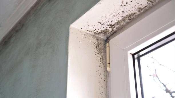 Office Mold Removal Services in Cameron Park, TX