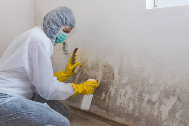 Best Mold Remediation Services  in Cameron Park, TX
