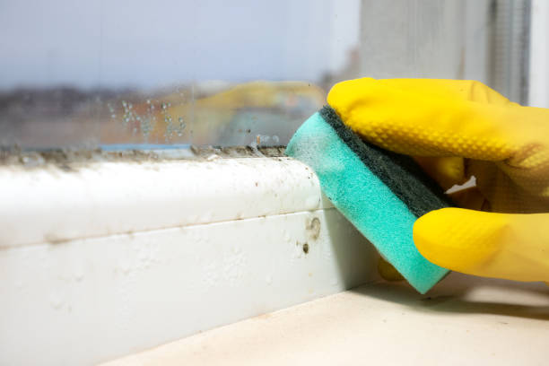 Best Mold Cleaning Services  in Cameron Park, TX
