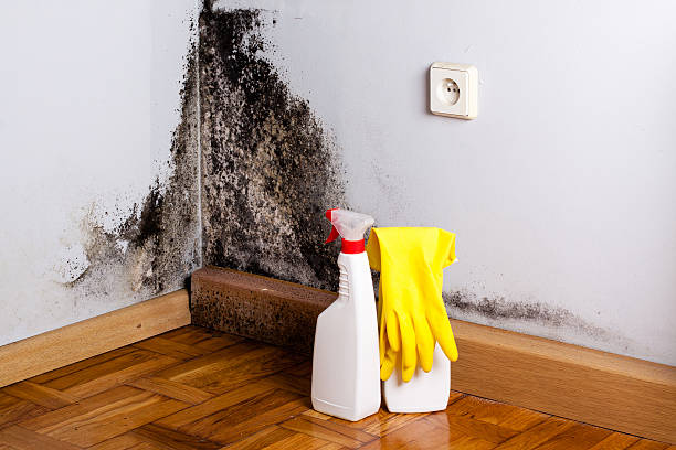 Best Local Mold Removal Service  in Cameron Park, TX