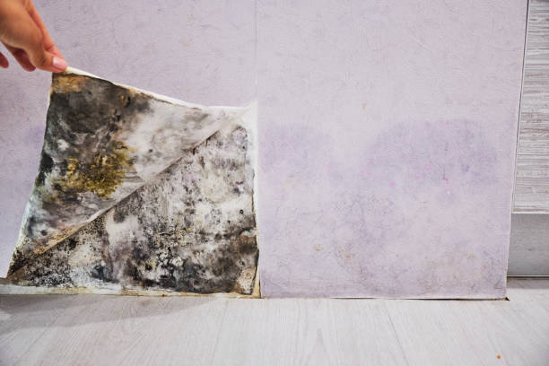 Best Mold Removal Specialists  in Cameron Park, TX